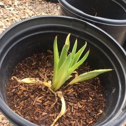 Small Agave Potted Plants $5 Each