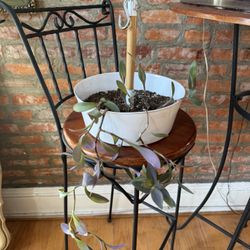 Purple Heart Hanging Plant