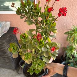 Beautiful Red Flowering Plant 