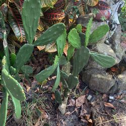 Nice Healthy Cactus 🌵 Only .50 Each One . Very easy to plant and Grow. Has Many Use