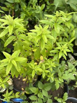 Planta De Cedron Pero Tea De Gl 