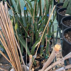 Dragon fruit plant