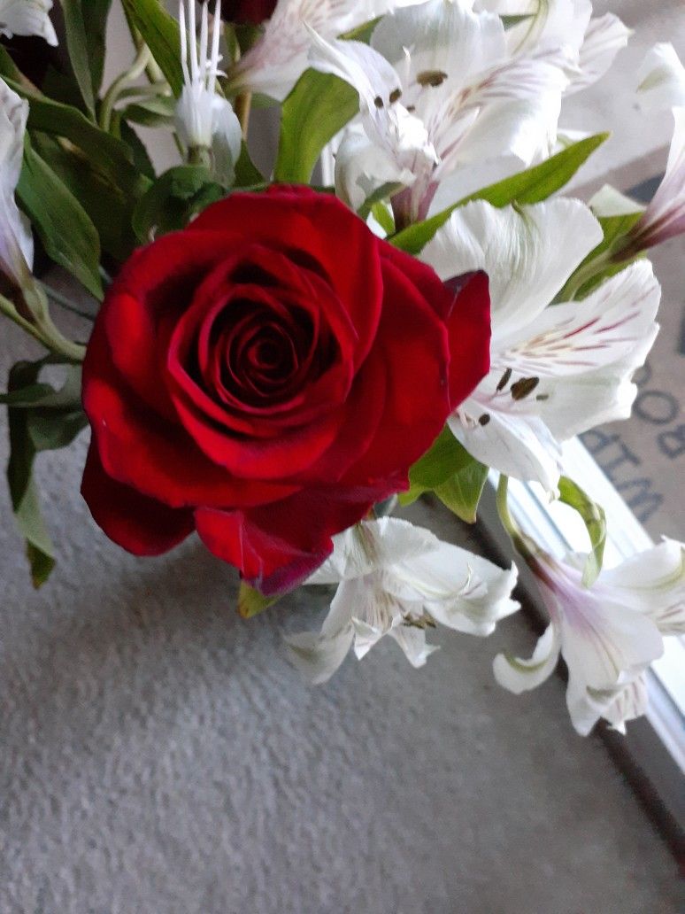 Beautiful Rose