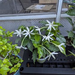 RARE Gardenia Nítida, Smell Divine, 4 Inch Pot. Hialeah 33014