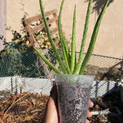 Aloe Vera Plant Starter 🌱