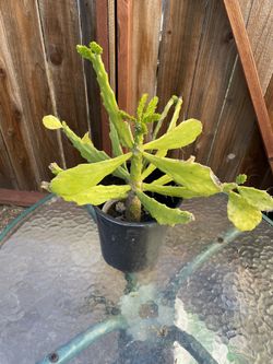 Drooping Pickly Pear Cactus Plant