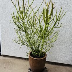 Pencil Cactus ‘Stick on Fire’ with  a Ceramic Pot