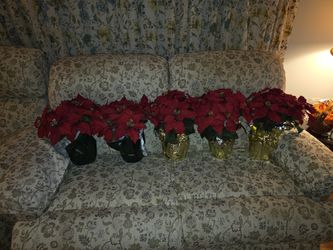 5 Realistic Poinsettia  Plants 