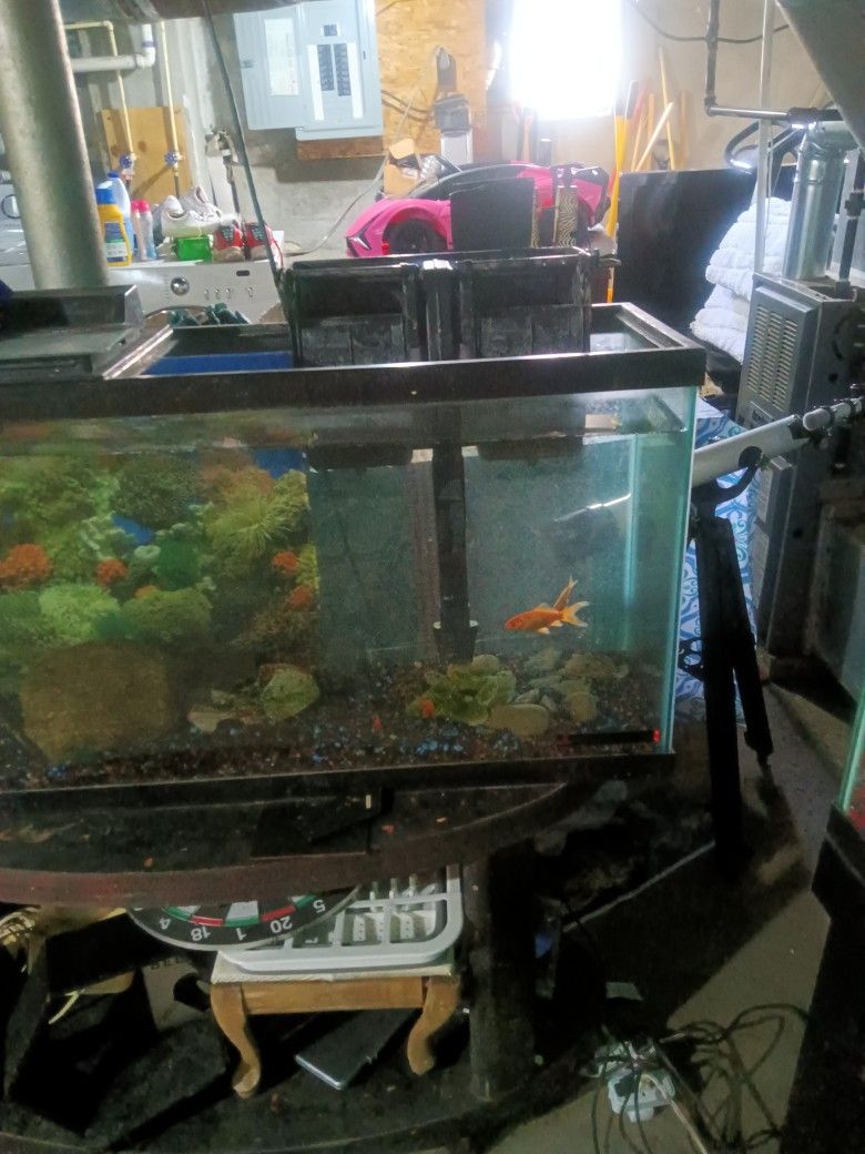 55 Gallon Fish Tank 