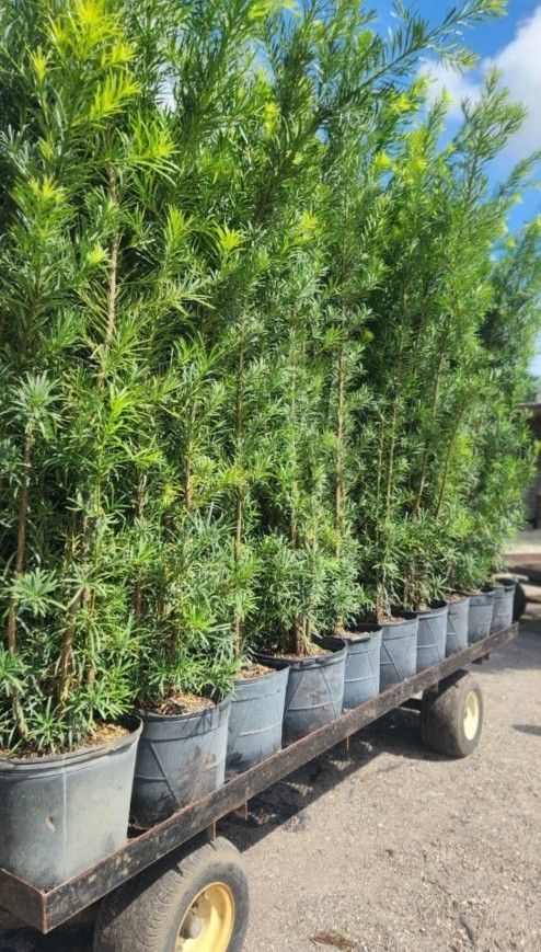 Beautiful Podocarpus Plants For Inmediate Privacy!!! 6 Feet Tall!! Fertilized