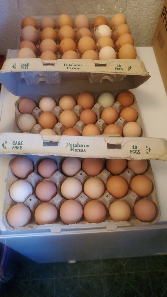 Fresh Oraganic Eggs 