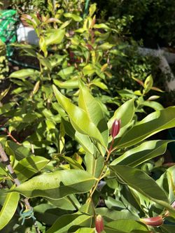 Jamun Plant / Java Plum / Naval Pazham / Neredu Pandu / Nerale Hannu $50