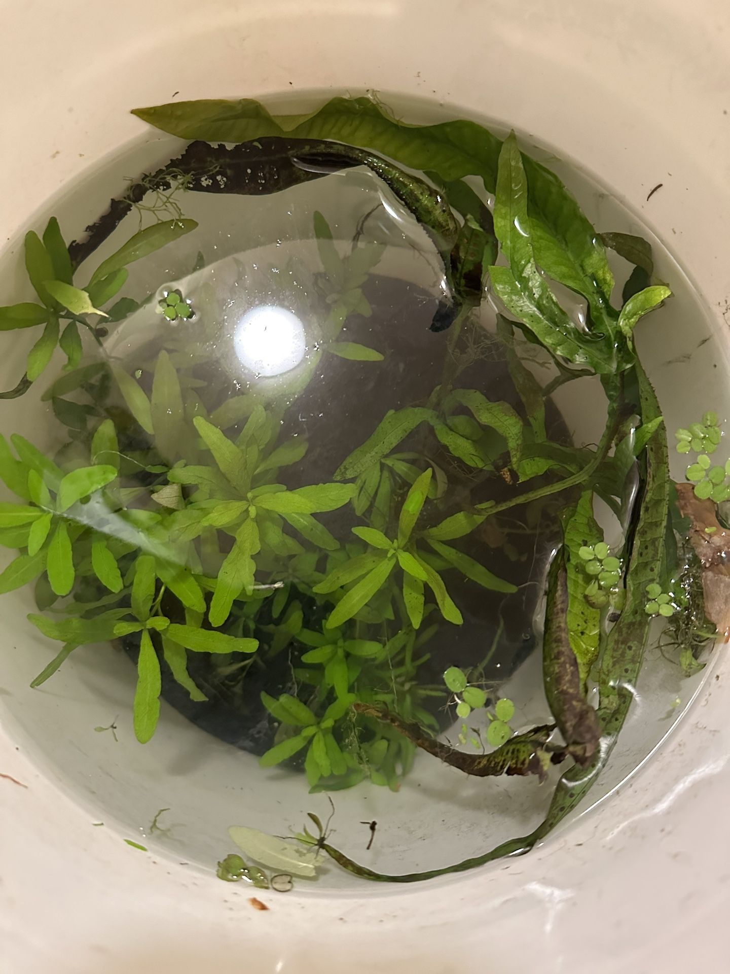 Bucket Of Aquatic Plants 