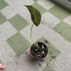 Alocasia Regal Shield 