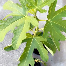 Kadota fig Trees