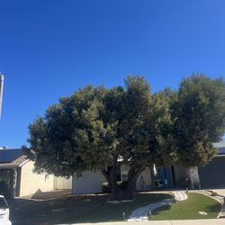 🪵Stump grinding🌳Tree trimming🌳