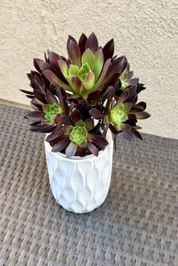 Succulents Pot Gifts $5-$15