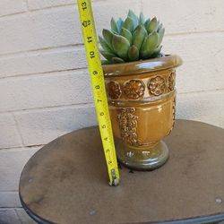 Beautiful Plant/pot  $40