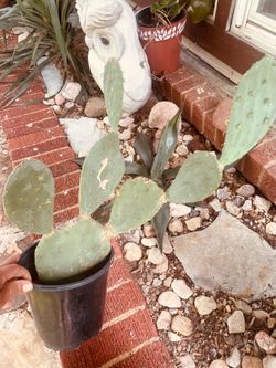 Nopal