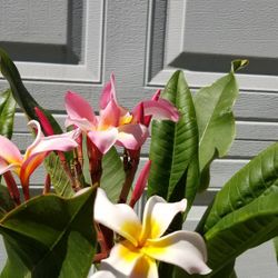 Plata Hawaiiana.  Plumeria.  Hawaiian Plant