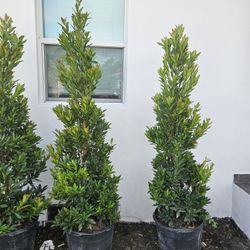 Japanese Blueberry  tree topiary  cone perfect  decoration  and crhistmas holiday tree  also spirals and  balls  available 