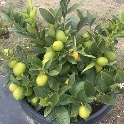 Lemon trees for sale