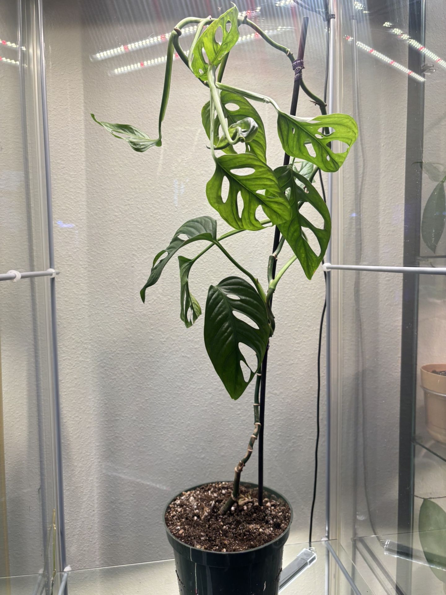 Monstera Adansonii Leaves Not Small