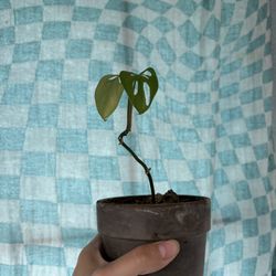 Baby Monstera Adansonii