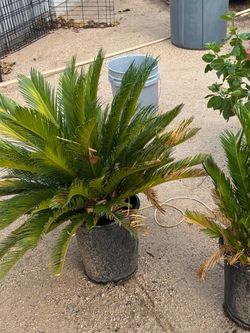Potted Sago Palm Plant