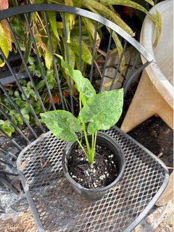Elephant Ear plant