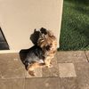 Dottie