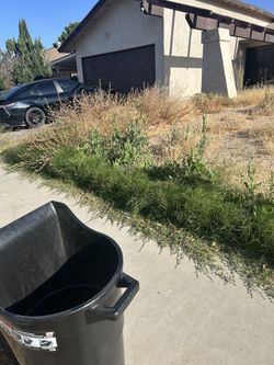 Weeds