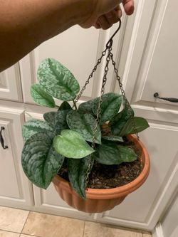 Satin Pothos plant