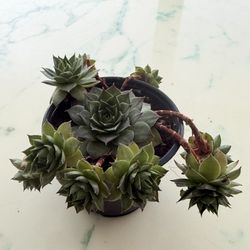 Sempervivum Calcareum 'Greenii' - Frost Hardy Succulent (Live Plant)
