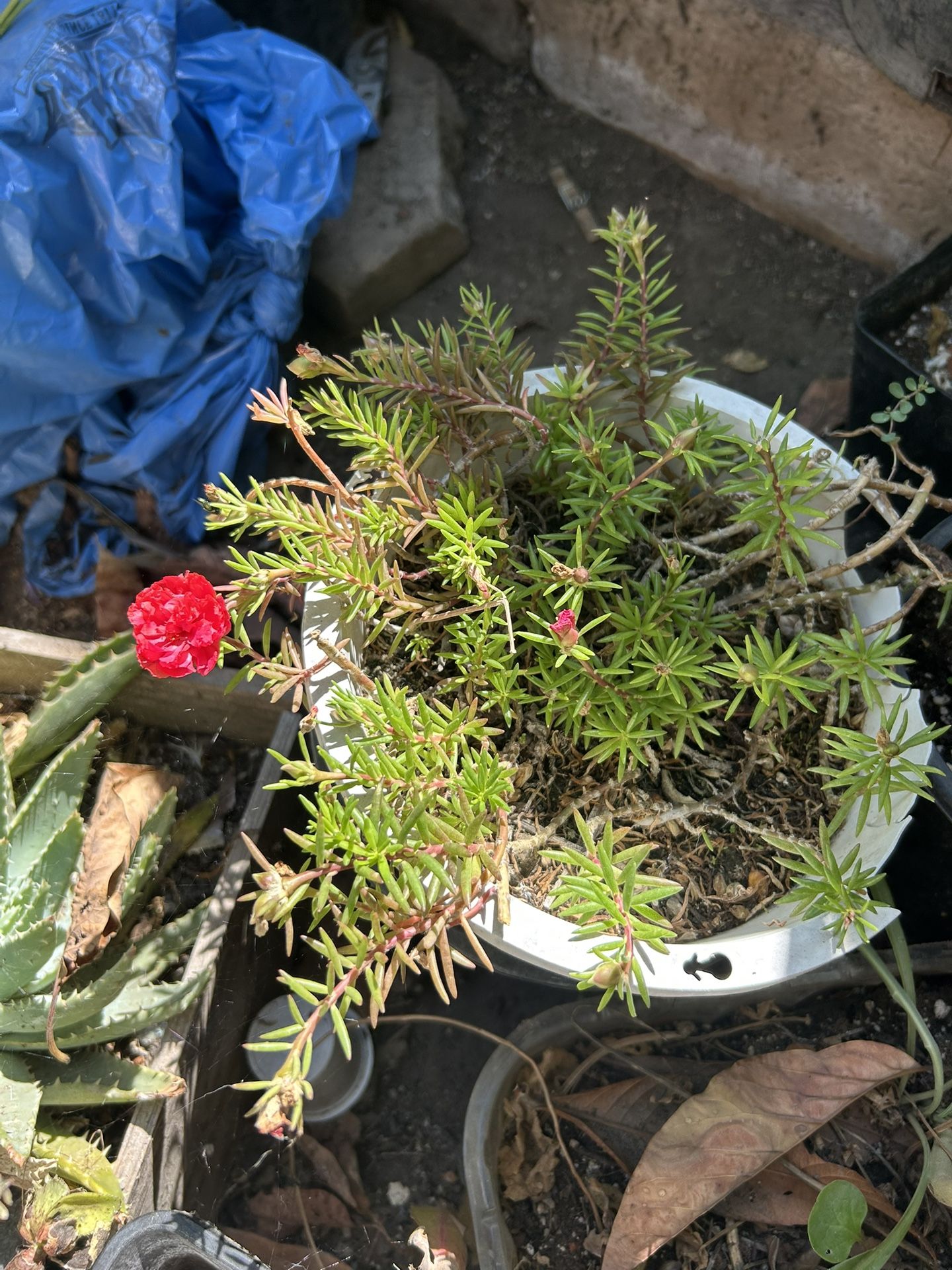 Planta