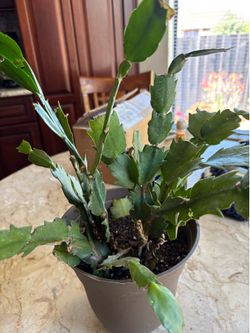A Christmas Cactuses In Ceramic Pot