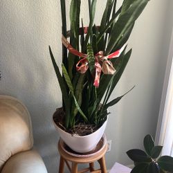 Over 5 Feet Tall Snake Plant