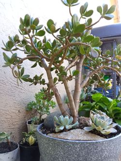 Plant