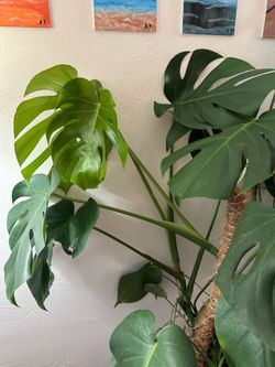 Monstera Deliciosa, Snake Plant+Mirrored metal plant stand
