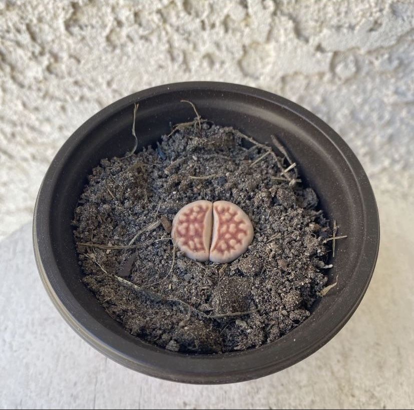 3 Inch Pot Lithops Pseudotruncatella Succulent Plant - Lilac Living Stone - Rock Plant - Rooted & Established - Drought Resistant - 🪨🪴❤️