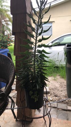 Plant