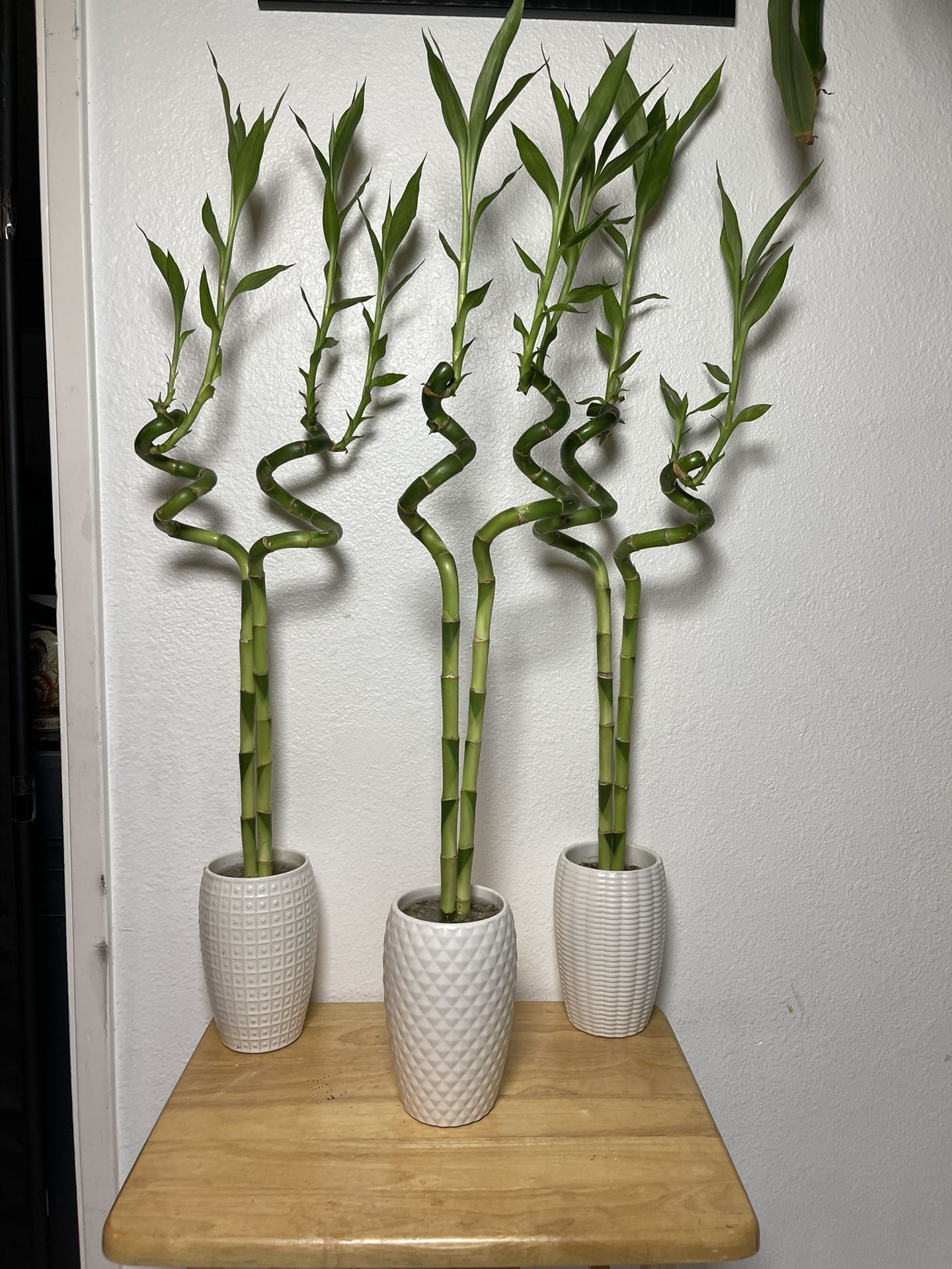Tall Bamboo Plants In White Ceramic Vases (36”tall $25 each)