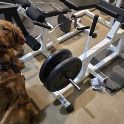 Parabody Seated Calf Raise Machine