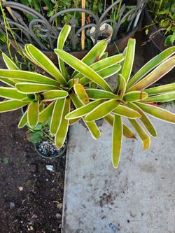 Plants Sale