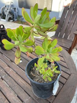 Succulents Arrangements