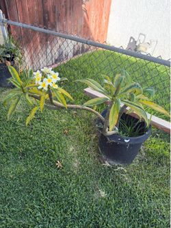 White Plumeria