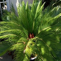 Palm Tree