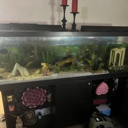 175 Gallon Fish Tank 