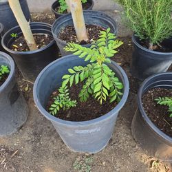 Curry Leaf Plant Seedling