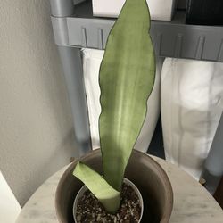 Moonshine Sansevieria 